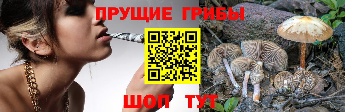 Псилоцибиновые грибы Psilocybine cubensis  Вход с VPN  Клинцы 